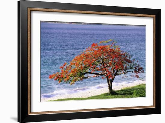 Flamboyant Tree-David Nunuk-Framed Photographic Print