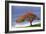 Flamboyant Tree-David Nunuk-Framed Photographic Print