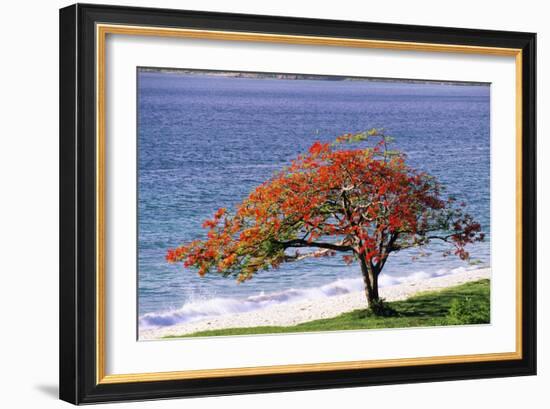 Flamboyant Tree-David Nunuk-Framed Photographic Print