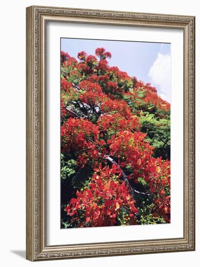 Flamboyant Tree-David Nunuk-Framed Photographic Print