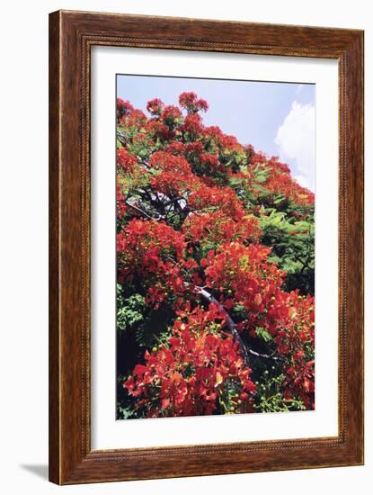 Flamboyant Tree-David Nunuk-Framed Photographic Print