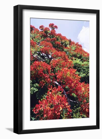 Flamboyant Tree-David Nunuk-Framed Photographic Print