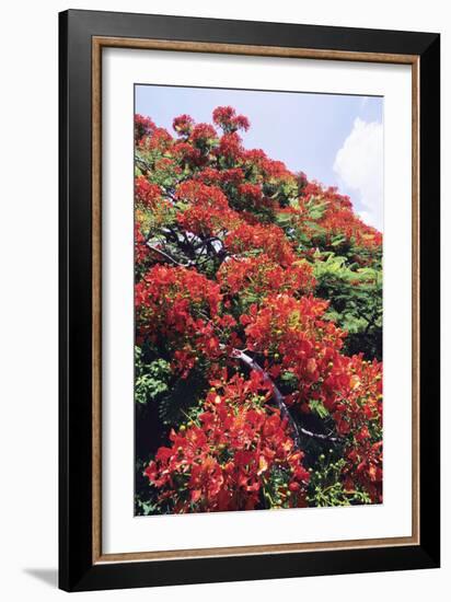 Flamboyant Tree-David Nunuk-Framed Photographic Print