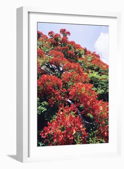 Flamboyant Tree-David Nunuk-Framed Photographic Print