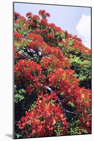 Flamboyant Tree-David Nunuk-Mounted Photographic Print