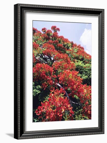 Flamboyant Tree-David Nunuk-Framed Photographic Print