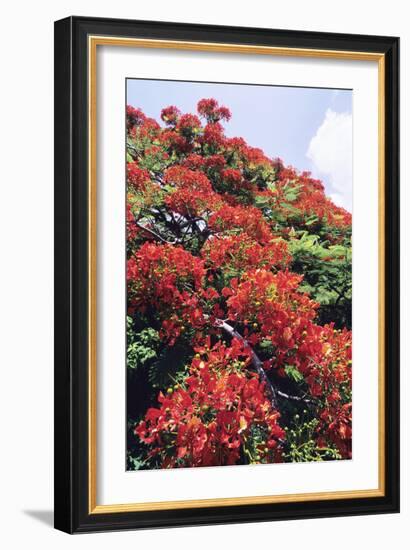 Flamboyant Tree-David Nunuk-Framed Photographic Print