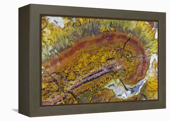 Flame Agate, Sammamish, WA-Darrell Gulin-Framed Premier Image Canvas