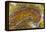 Flame Agate, Sammamish, WA-Darrell Gulin-Framed Premier Image Canvas