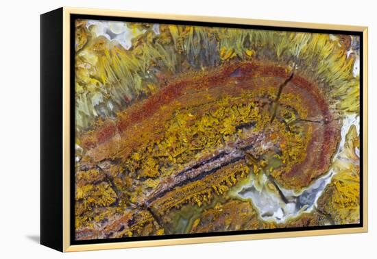 Flame Agate, Sammamish, WA-Darrell Gulin-Framed Premier Image Canvas