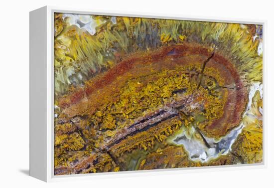 Flame Agate, Sammamish, WA-Darrell Gulin-Framed Premier Image Canvas