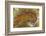 Flame Agate, Sammamish, WA-Darrell Gulin-Framed Photographic Print