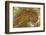 Flame Agate, Sammamish, WA-Darrell Gulin-Framed Photographic Print