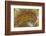 Flame Agate, Sammamish, WA-Darrell Gulin-Framed Photographic Print