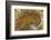 Flame Agate, Sammamish, WA-Darrell Gulin-Framed Photographic Print