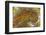 Flame Agate, Sammamish, WA-Darrell Gulin-Framed Photographic Print