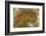 Flame Agate, Sammamish, WA-Darrell Gulin-Framed Photographic Print