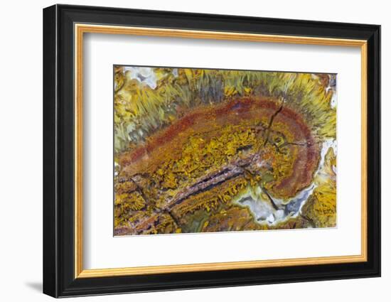 Flame Agate, Sammamish, WA-Darrell Gulin-Framed Photographic Print