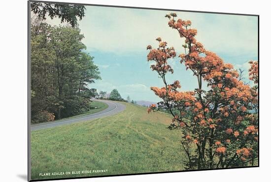 Flame Azalea, Blue Ridge Parkway-null-Mounted Art Print