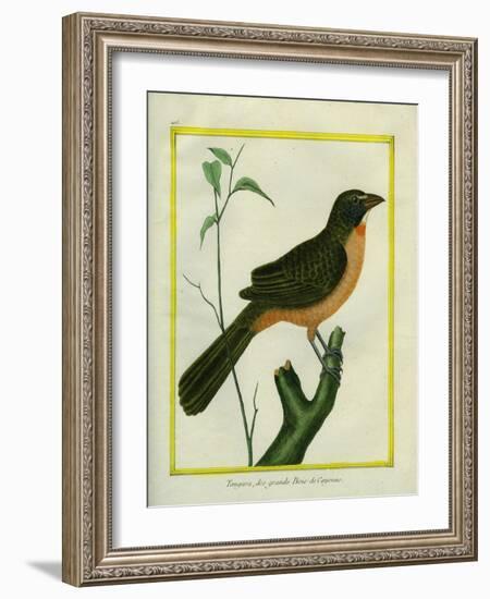 Flame-Colored Tanager-Georges-Louis Buffon-Framed Giclee Print