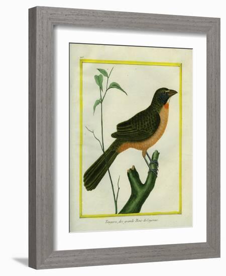 Flame-Colored Tanager-Georges-Louis Buffon-Framed Giclee Print