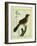 Flame-Colored Tanager-Georges-Louis Buffon-Framed Giclee Print