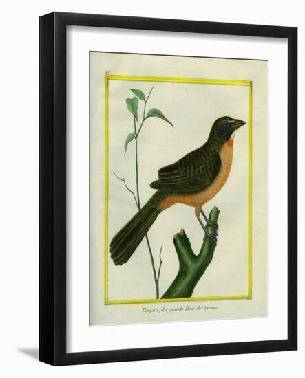 Flame-Colored Tanager-Georges-Louis Buffon-Framed Giclee Print