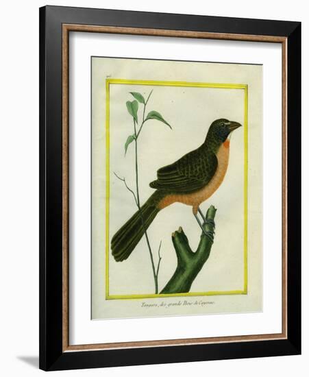 Flame-Colored Tanager-Georges-Louis Buffon-Framed Giclee Print