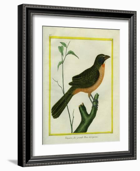 Flame-Colored Tanager-Georges-Louis Buffon-Framed Giclee Print