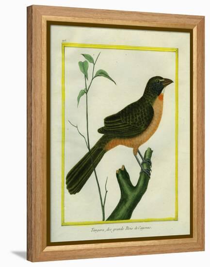 Flame-Colored Tanager-Georges-Louis Buffon-Framed Premier Image Canvas