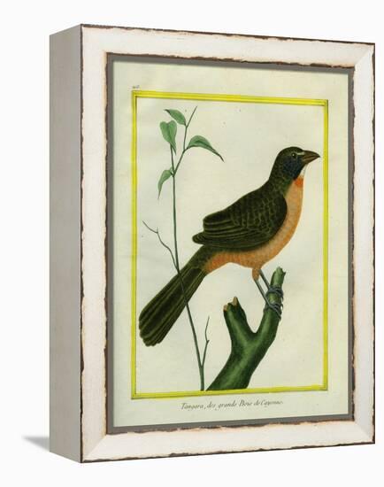 Flame-Colored Tanager-Georges-Louis Buffon-Framed Premier Image Canvas