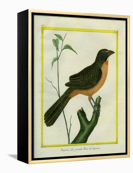 Flame-Colored Tanager-Georges-Louis Buffon-Framed Premier Image Canvas