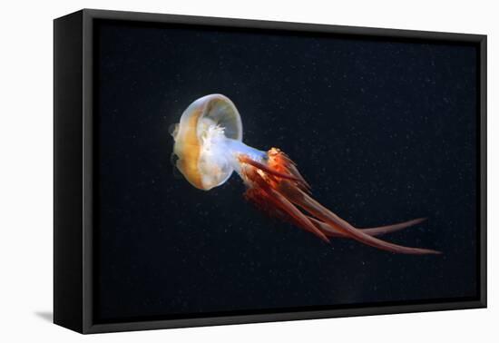 Flame Jellyfish (Rhopilema Esculentum). Wildlife Animal.-wrangel-Framed Premier Image Canvas