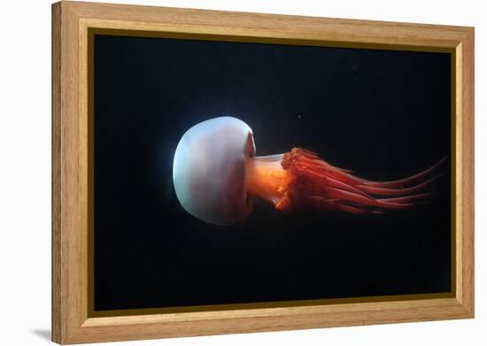 Flame Jellyfish (Rhopilema Esculentum). Wildlife Animal.-wrangel-Framed Premier Image Canvas