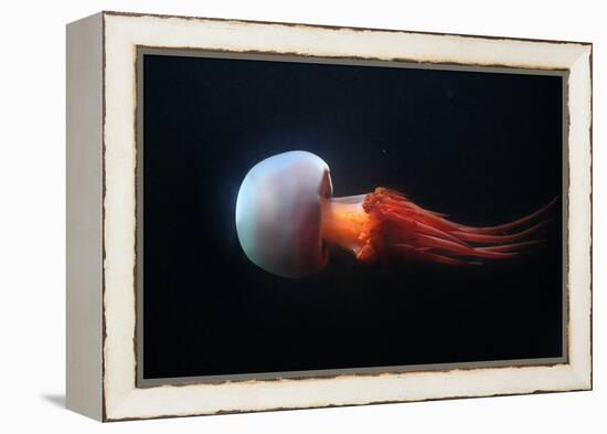 Flame Jellyfish (Rhopilema Esculentum). Wildlife Animal.-wrangel-Framed Premier Image Canvas