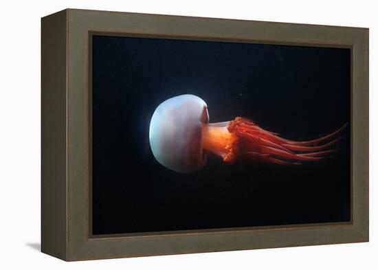 Flame Jellyfish (Rhopilema Esculentum). Wildlife Animal.-wrangel-Framed Premier Image Canvas