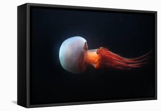 Flame Jellyfish (Rhopilema Esculentum). Wildlife Animal.-wrangel-Framed Premier Image Canvas