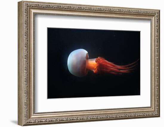 Flame Jellyfish (Rhopilema Esculentum). Wildlife Animal.-wrangel-Framed Photographic Print