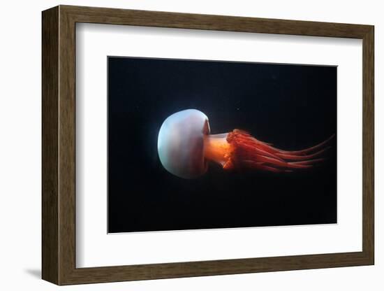 Flame Jellyfish (Rhopilema Esculentum). Wildlife Animal.-wrangel-Framed Photographic Print