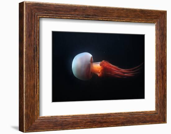 Flame Jellyfish (Rhopilema Esculentum). Wildlife Animal.-wrangel-Framed Photographic Print