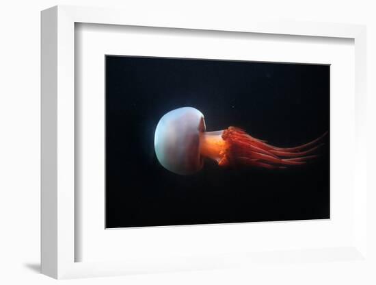 Flame Jellyfish (Rhopilema Esculentum). Wildlife Animal.-wrangel-Framed Photographic Print