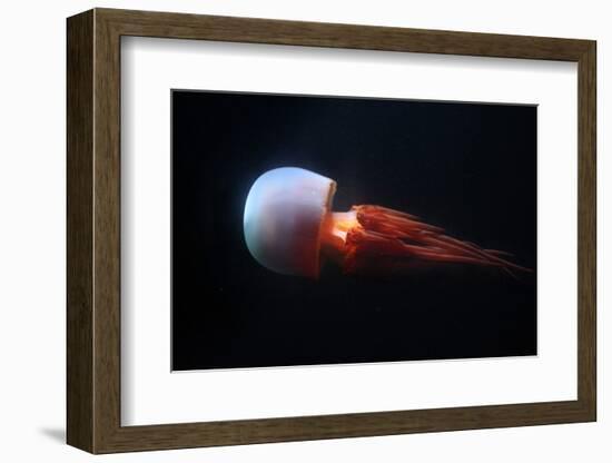 Flame Jellyfish (Rhopilema Esculentum). Wildlife Animal.-wrangel-Framed Photographic Print