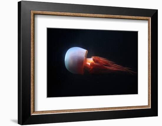 Flame Jellyfish (Rhopilema Esculentum). Wildlife Animal.-wrangel-Framed Photographic Print