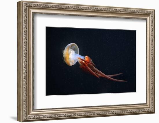 Flame Jellyfish (Rhopilema Esculentum). Wildlife Animal.-wrangel-Framed Photographic Print