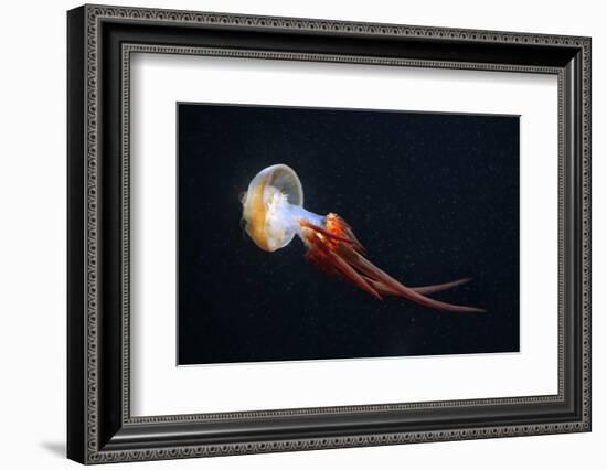 Flame Jellyfish (Rhopilema Esculentum). Wildlife Animal.-wrangel-Framed Photographic Print