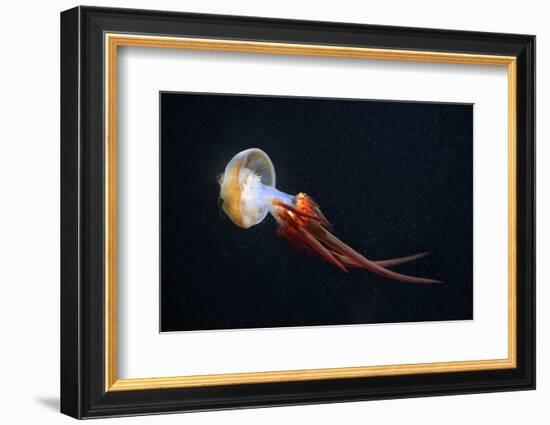 Flame Jellyfish (Rhopilema Esculentum). Wildlife Animal.-wrangel-Framed Photographic Print