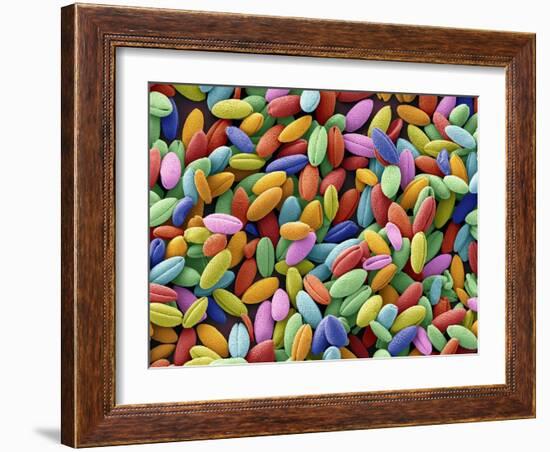 Flame Lily Pollen, SEM-Steve Gschmeissner-Framed Photographic Print