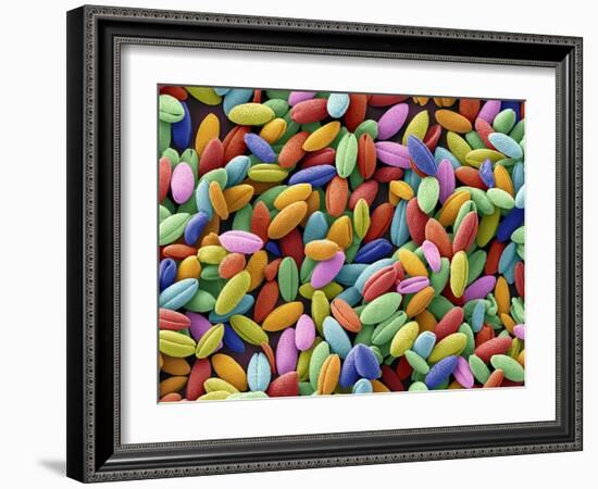 Flame Lily Pollen, SEM-Steve Gschmeissner-Framed Photographic Print