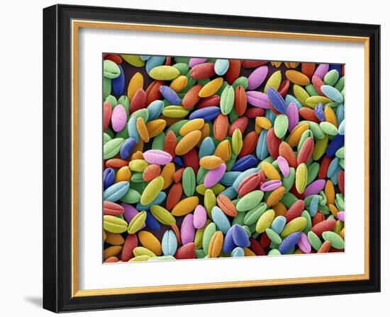 Flame Lily Pollen, SEM-Steve Gschmeissner-Framed Photographic Print