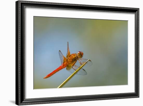 Flame Skimmer Dragonfly Perched and at Rest in La Mesa, California-Michael Qualls-Framed Photographic Print